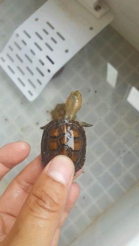 出售蝎泽龟,蛋龟,萌宠.