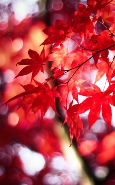 代表思念的美丽枫叶