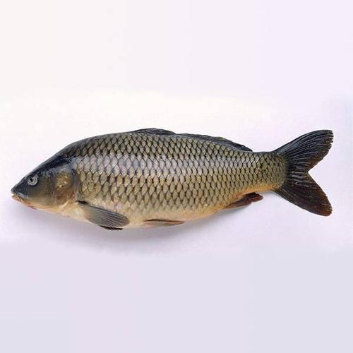 野生鲤鱼 25元/斤