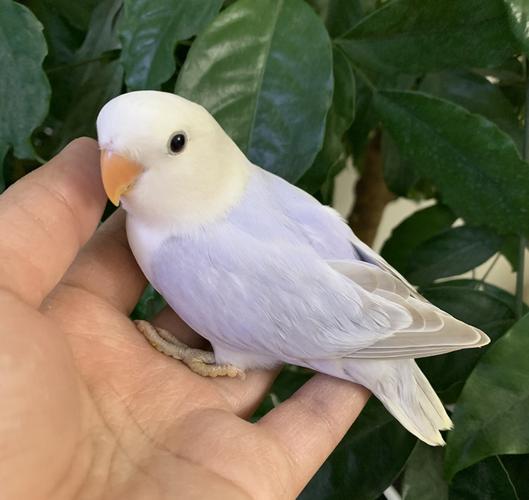 合法桃面牡丹鹦鹉红头奥桂紫伊莎薰衣草金头澳桂闪手养鸟雏鸟包活