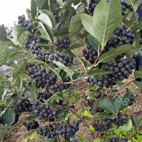 老郑苗场 黑果花楸苗 不老莓