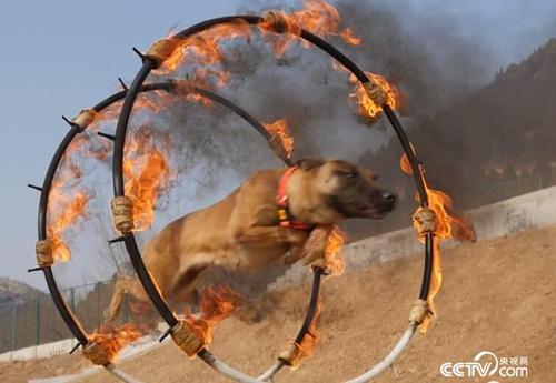 [每日农经]六畜兴旺贺新春 赚钱秘诀数数看 20180226