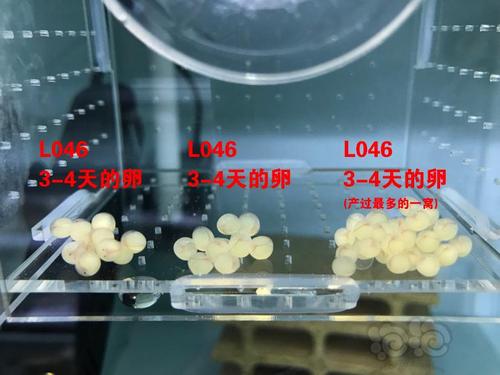 申精浅谈异型鱼人工孵化