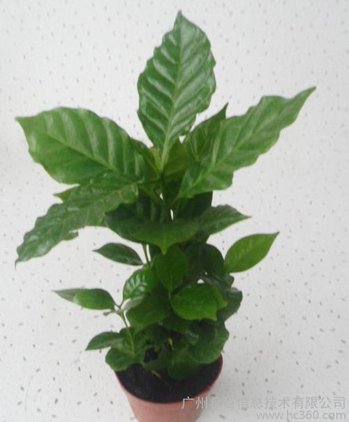 批发室内观叶植物小盆栽 (a90)咖啡木
