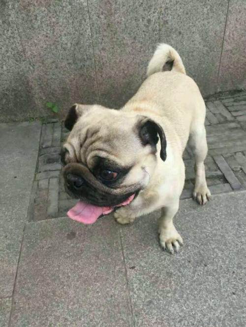 纯种巴哥犬出售,不纯不要钱