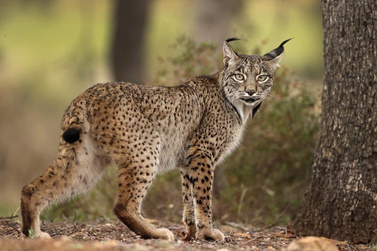 endangered iberian lynx population jumps 10-fold