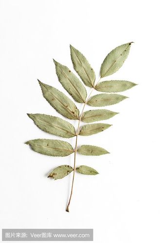 山白蜡树叶_360图片