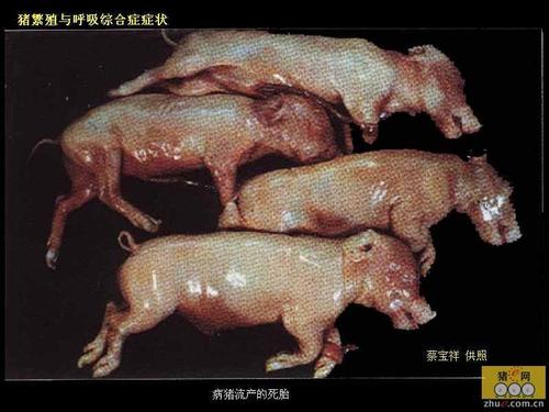 猪细小病毒病图片