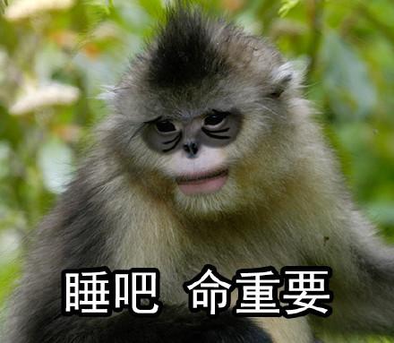睡吧命重要 - 烈焰红唇滇金丝猴系列表情_滇金丝猴_红唇_萌萌哒表情