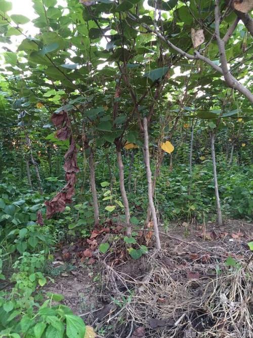 「紫荆树」最新紫荆树,价格,图片,产地报价表