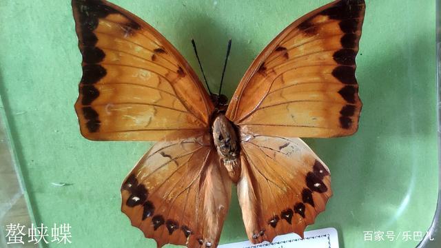 螯蛱蝶