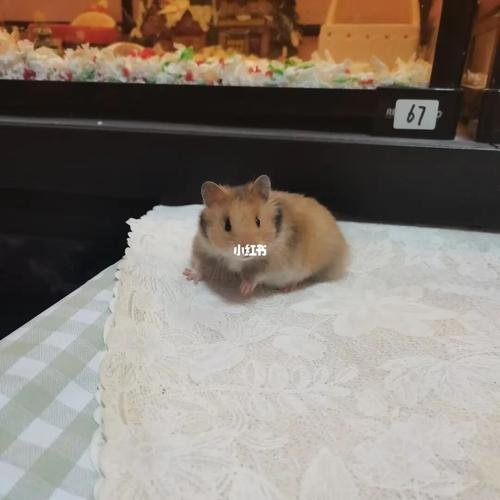 精品虎纹妹妹,脸型超好看!颜值在线!_金丝熊_脸型_宠物_宠物其他