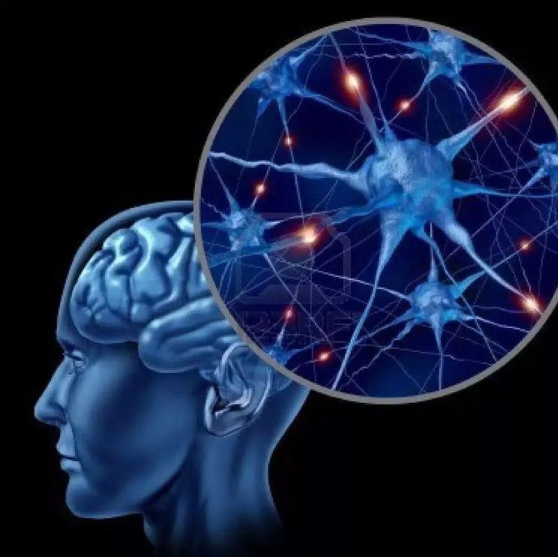 不是有眼睛有鼻子那个大脑,而是另一套独立的神经系统.