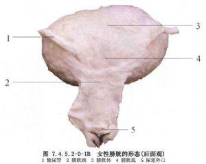 与耻骨上膀胱颈楔形切除术相关的词条