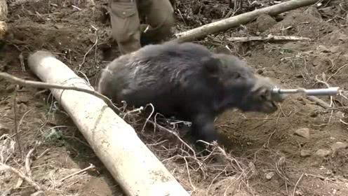 日本大叔捕野猪,套了五次才成功套住它鼻子
