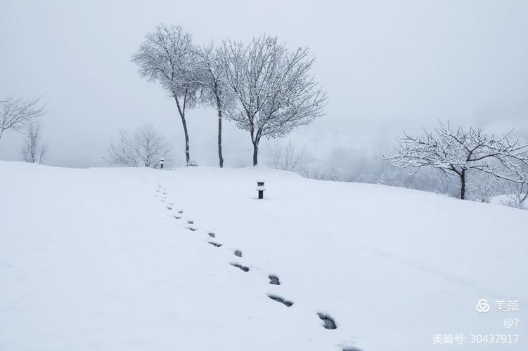 其它 下雪了 写美篇 2020年11月21日拍摄于晋城市吴王山