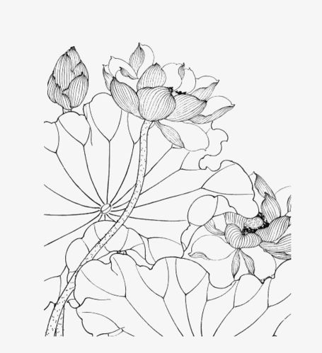 手绘线稿png莲花图