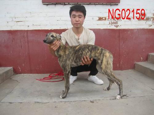格力犬血统查询