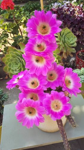 美花角开花很惊艳的.