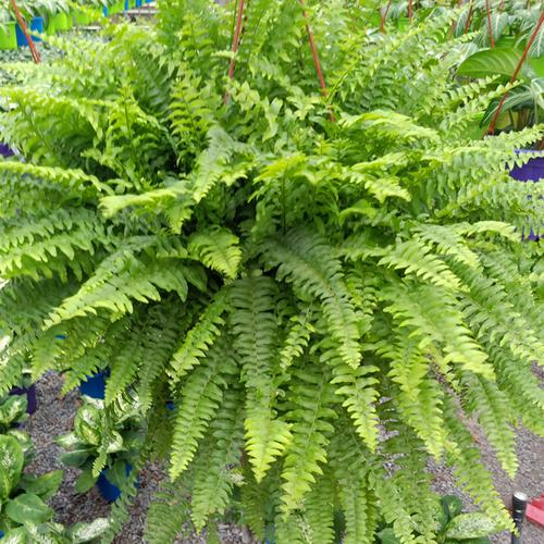 波斯顿蕨肾蕨蕾丝蕨盆栽吊兰室内外阳台绿植蕨类植物富贵蕨非长好养不