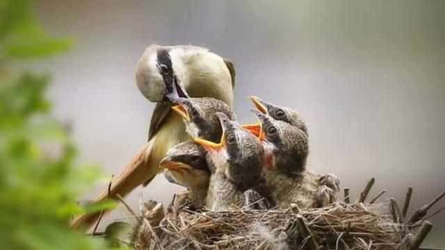 故事:不孝的吕生看到喜鹊喂食变成了孝子,但是后悔晚已