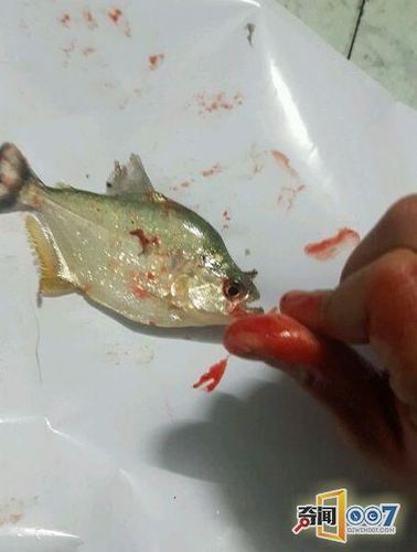 他把食人鱼当宠物鱼养 被咬一口才知道厉害!