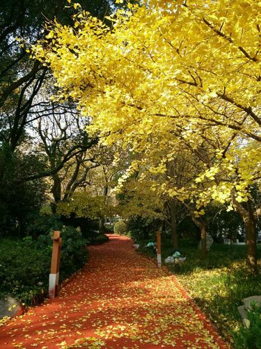 唯有香樟树不忍枯萎,颇有独立寒秋的味道.
