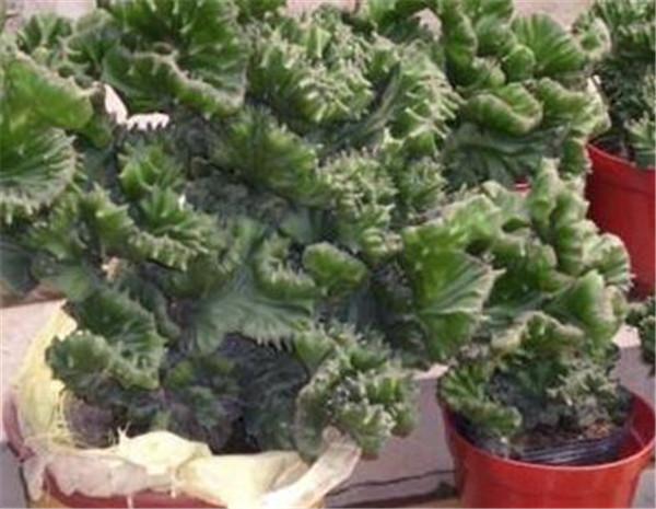 家里养麒麟花吉利吗 麒麟花镇宅吗