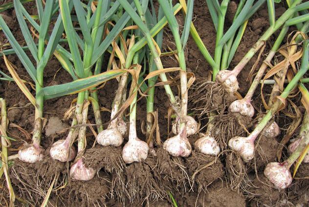 蔡甸大蒜,振峰亿城(图),大蒜论坛