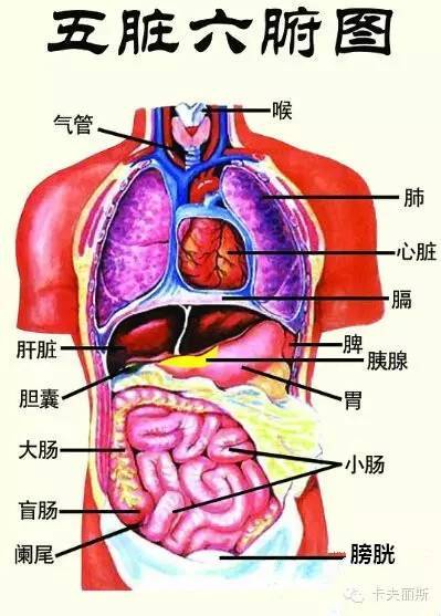 人体器官分五脏六腑器官分布图