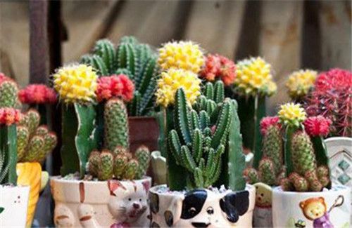 仙人掌的功效与作用及禁忌仙人掌相关问题