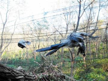 村民"拆网队"清晨5时巡逻浮山跟踪捕鸟男子9天逮到他两次(组图)