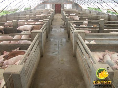 猪场紧靠公路两侧建造.