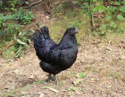 原创鸡的营养对比:小公鸡与老母鸡,乌鸡与普通鸡?营养师一文说清楚