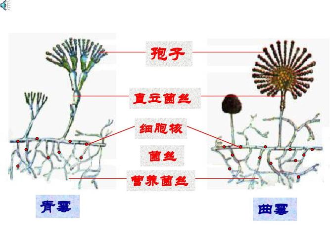 孢子 直立菌丝 细胞核 菌丝 营养菌丝 青霉 曲霉