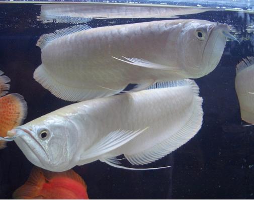 银龙鱼图片 - 鸡蛋价格网