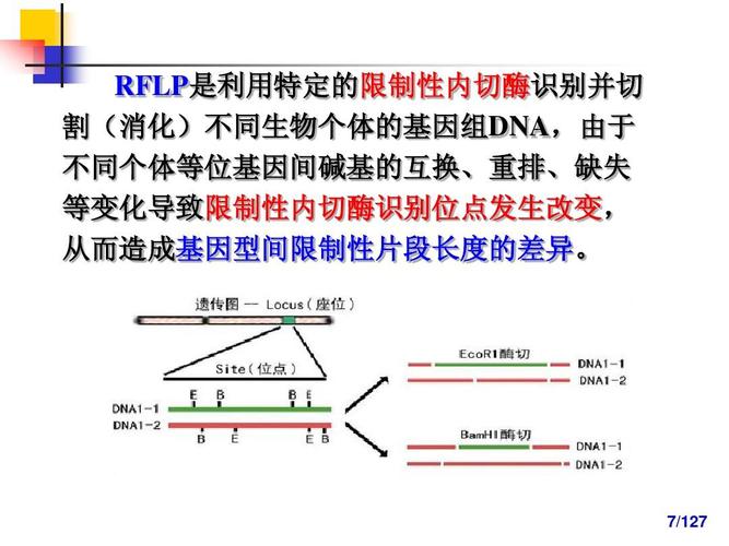 分子标记辅助选择育种-useppt