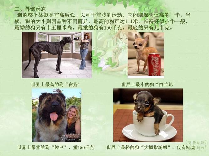 狗狗介绍ppt