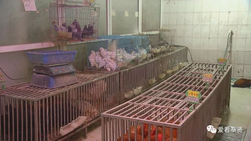 正月初一起暂停活禽交易全市共有466家品牌冷鲜禽供应点