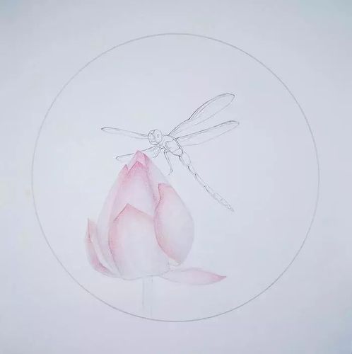 蜻蜓荷花彩铅教程绘画详细步骤