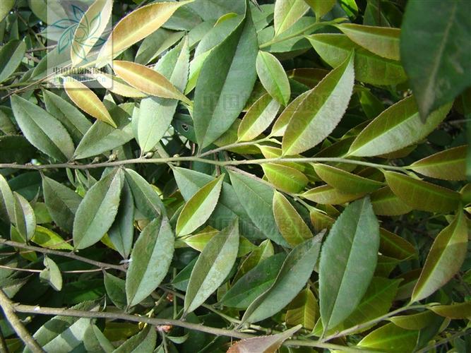 展开全部 可能是山茶科柃木属的植物,比较接近细枝柃,这种样子的植物