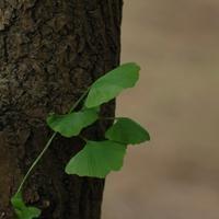 微信头像右边叶子