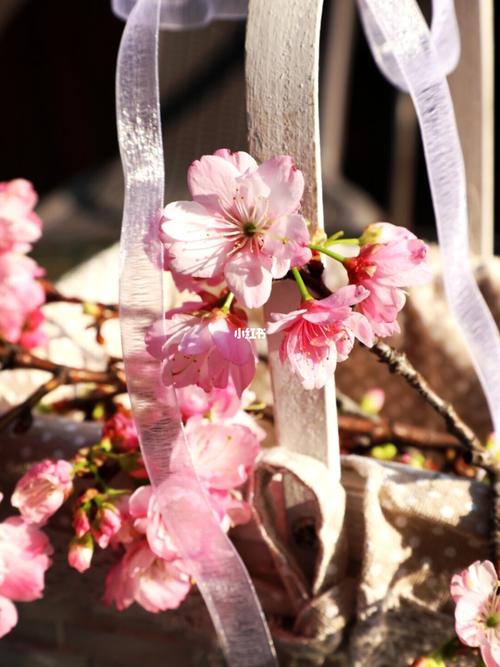 樱花粉色_日本_动漫_樱花粉色_鲜花_万国怎么样_伤感