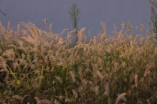 小米和狗尾巴草,我们在1万年前分道扬镳