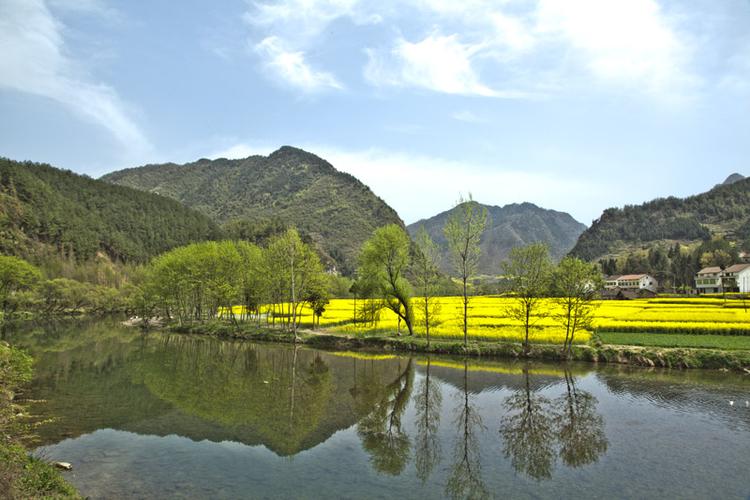 汉中油菜花