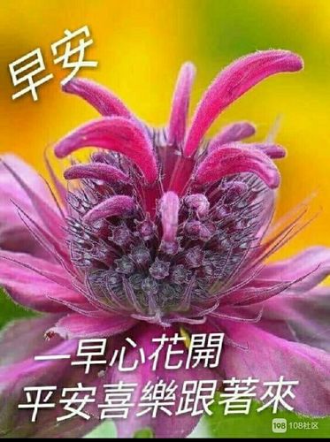 早安朋友,朋友早安!周末快乐!