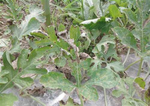 西瓜霜霉病如何防治?西瓜霜霉病的防治方法