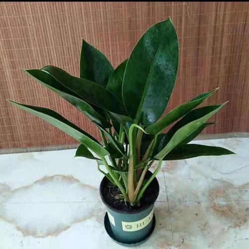 【大叶】大叶金钻盆栽四季常青可水培吸甲醛植物易活好养 金钻25-32