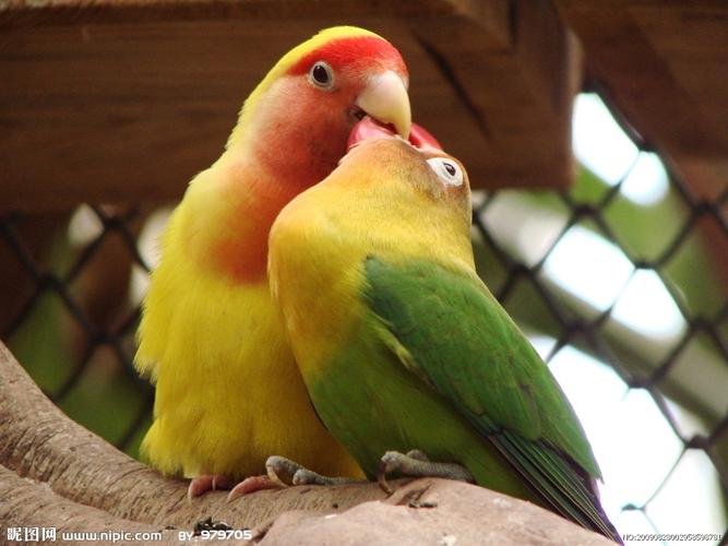 费氏各色牡丹鹦鹉