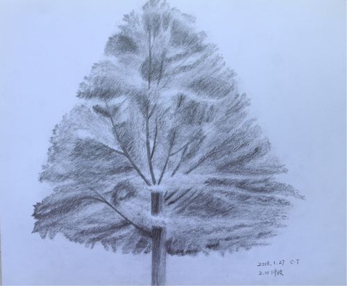 兴趣 素描作品 写美篇 20170210,枫树修改稿.